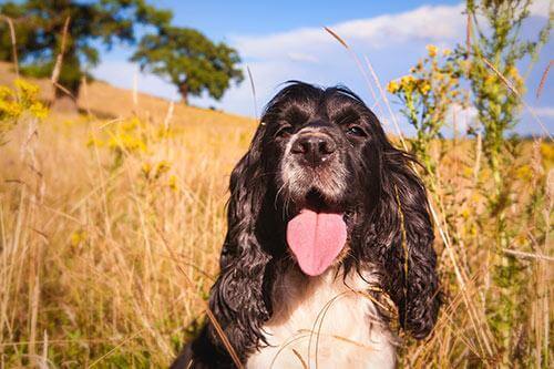 Pollenallergie beim Hund - Wie Kann Ich Helfen? - Dein Lieblingskissen - Personalisierte Formkissen