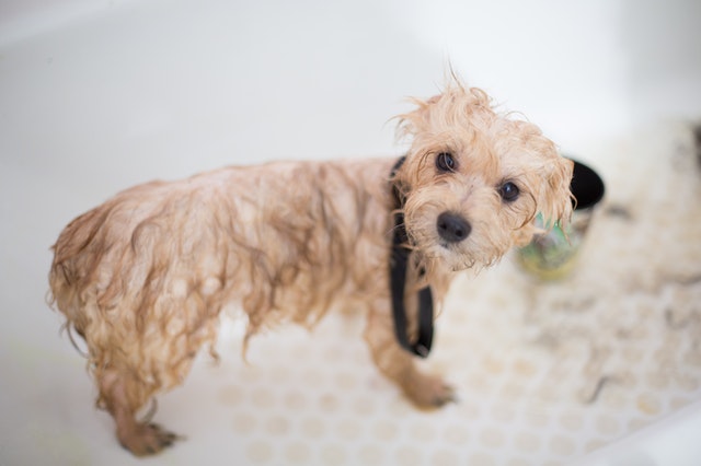 5 Nützliche Tipps zum baden von Hunden - Dein Lieblingskissen - Personalisierte Formkissen